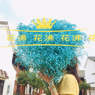 Flowers delivered to the baby's breath, home furnishings, decoration, small fresh living room office decorations, you can make dried flowers yourself, blue baby's breath, half jin jin is equal to 0.5 kg, shipped, freshly dyed