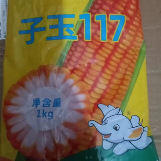 Ziyu 117 lodging-resistant short-stem hybrid high-yielding corn seeds for field sowing in spring and summer with white shafts one pack original