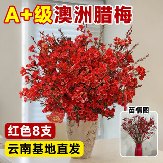 Linya australian wintersweet flowers hydroponic fresh branches dry branches real flowers new year's eve flowers indoor new year flowers winter winter plum fresh cut flowers australian wintersweet 8 branches festive red free pendant