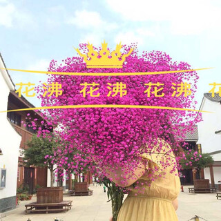 Flowers delivered to the baby's breath, home furnishings, small fresh living room office decorations, you can make dried flowers by yourself, rose red baby's breath, 2jin jin is equal to 0.5kg, packed, shipped, freshly dyed