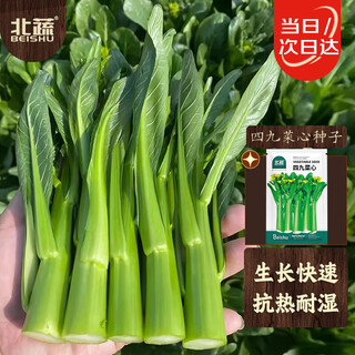 Beishu sijiu caixin seeds, sweet crispy moss potted vegetable seeds for all seasons, about 3,000 pieces of sijiu caixin seeds