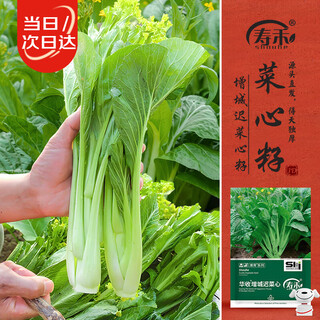 Shouhe chicaixin seeds, rapeseed cabbage moss, four-season potted vegetable seeds, huashou zengcheng chicaixin seeds 15g