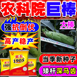 Коллекция семян кукурузы qiuying denghai, короткий стебель, Академия сельскохозяйственных наук, устойчивость к полеганию, устойчивость к болезням, устойчивость к насекомым, устойчивость к засухе и наводнению, кукуруза corny grain, настоящая сверхвысокая урожайность, 4100 зерен + 101 г смеси jinba