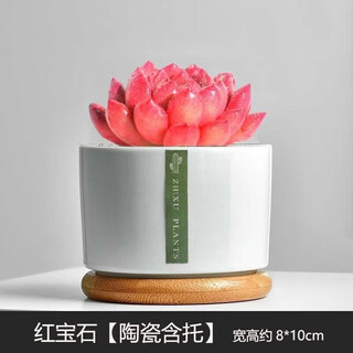 Shady alley succulent plant combination package succulent indoor plants office computer desktop potted plants good for feeding small potted plants ruby concentrated large plants includes porcelain pot + support