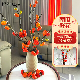 Linya small pumpkin flower arrangement hydroponic cut flower indoor good green plant a grade 70cm 4-6 branches straight from the source