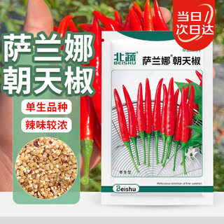 Beishu chaotian pepper seeds super spicy millet pepper four-season vegetable seeds saranna chaotian pepper seeds 100 capsules