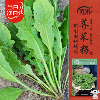 Shouhe shepherd's purse seed seedlings large-leaf four-season household potted vegetable seeds weifeng large-leaf shepherd's purse seeds 12g about 60,000 grains