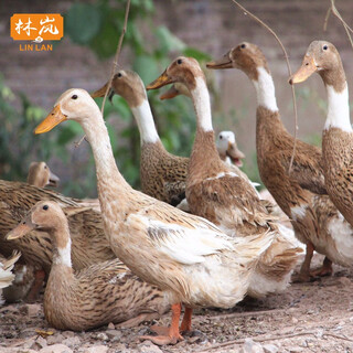 Lin lan (linlan) 3-year-old duck shelduck net weight is about 2 jin jin equals 0.5 kg / free range old duck in the forest native duck whole duck fresh teal freshly killed 1 fresh free-range 3 year old duck net weight 2 jin jin equals 0.5 kg