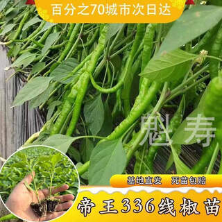 Sichuan spicy erjing seedlings, green and red pepper seeds, disease-resistant, high-yield, four-season potted plants, balcony field planting, 6 pepper seedlings