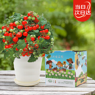 Shouhe red dwarf tomato seeds children's fun planting set plant pot red dwarf tomato set (boxed)