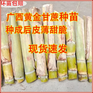Guangxi's golden sugarcane can be planted in trays in all seasons and is easy to grow. yellow-skinned and green-skinned sugarcane seedlings are sweet and crispy. 10 golden sugarcane seedlings. 20 golden sugarcane seedlings. 3-5 buds/root. free planting method.