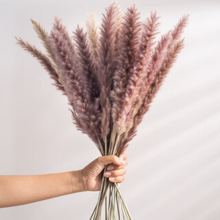 Large reed dried flower pampas grass decoration wedding pampas grass wholesale natural temu xiyin ozon brown small reed 1
