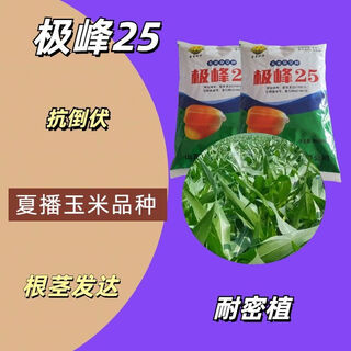 Nationally approved corn variety, high and stable yield, jifeng 25 corn seeds, non-gmo, four-season southern yellow, jifeng 25 corn seeds, 4200 grains/bag