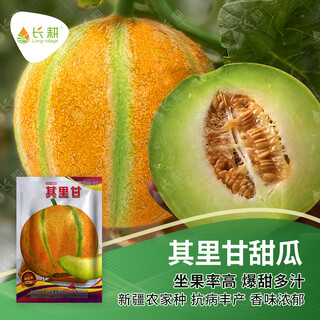 Long-cultivation qiligan xinjiang laohan melon seeds super sweet hami melon seeds spring and autumn only suitable for northwest specialty fruit seeds (10g x 2 packs) qiligan musk melon seeds (thick skin)