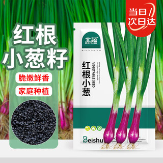 Beishu small onion seed seedlings, red onion seed heads, four-season courtyard balcony planting rapeseed, red root green onion seeds, about 600 pieces