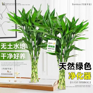 Jiahe lucky bamboo hydroponic plants living room lucky bamboo green plants potted flower plants indoor flowers lucky bamboo 60-70cm 8 pack
