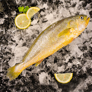 Weiers ningde large yellow croaker 600g landmark certified yellow croaker deep sea fish fresh fish