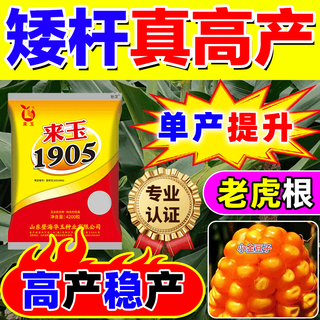 Семена кукурузы с двойными початками wangyuanxing, высокоурожайные, настоящие с коротким стеблем, устойчивые к полеганию, большие початки, устойчивые к засухе и наводнениям, оригинальные семена кукурузы Академии сельскохозяйственных наук севера и юга, пять фиолетовых и восемь устойчивости, высокая урожайность, 4100 зерен, односемянная высокоурожайная модель