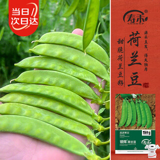 Shouhe dutch pea seed seedlings, large pods, peas, four-season spring vegetable seeds, yinhui dutch pea seeds, about 190 pieces