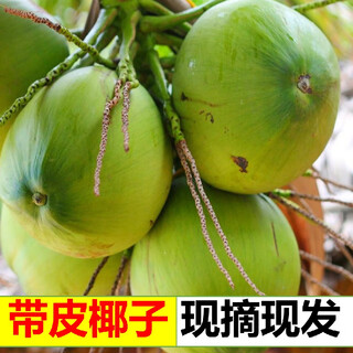 Ganguo has a date with hainan coconut, green coconut, fresh coconut with skin, green coconut, tender coconut, amniotic fluid replenishing fruit for pregnant women, 2 pieces with skin