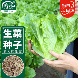 Shouhe italian lettuce seed seedlings green vegetables winter and spring vegetable seeds weiyu italian year-round lettuce king seeds 10g