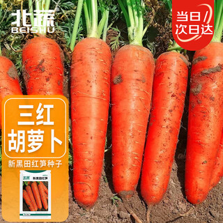 Beishu carrot seed seedlings three red seven-inch ginseng spring vegetable seeds new kuroda red bamboo shoot carrot seeds 10g