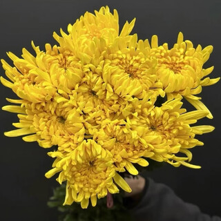 Premium chrysanthemum, yellow chrysanthemum, white chrysanthemum cut flower jiangsu base hair straightening yellow chrysanthemum 10 pieces