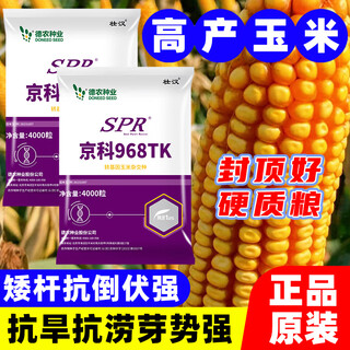 Zhuanghan transgenic academy of agricultural sciences corn seed new high yield insect resistant big stick lodging resistant drought and flood hard grain corn seed transgenic insect resistant lodging strong 4000 grains stable yield
