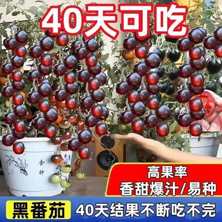Sugar water black pearl black tomato seeds black persimmon small tomato seeds cherry tomatoes balcony potted fruit and vegetable seeds black gem tomato seeds 50 pieces trial type