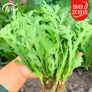 Shouhe chrysanthemum chrysanthemum seeds seedlings medium-leaf emperor vegetables four seasons spring vegetable seeds weifeng medium-leaf chrysanthemum seeds 25g
