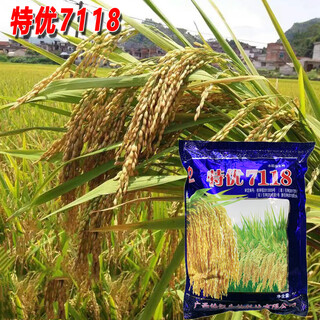 Dao yufeng agricultural premium 7118 graines de riz, grains, tiges, pointes jaunes, farine de riz ronde sans grains violette spécial riz spécial premium 7118 farine de riz spécial riz 1 jin jin équivaut à 0,5 kg 3 sacs