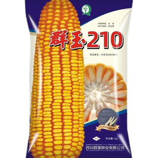 原装正品群玉210杂交玉米种子高产抗倒伏抗锈病玉米种子 2斤*1包