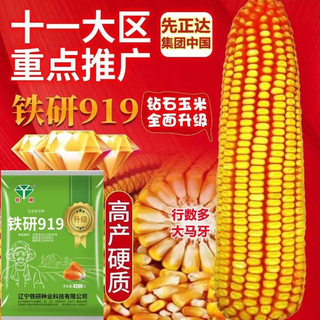 New high-yielding corn seed, tieyan 919, purple roots, purple leaves, drought resistance, lodging resistance, rust resistance, southern and northern corn new product, high yield, big stick, tieyan 919, 4200 grains *1 bag, high quality and high yield