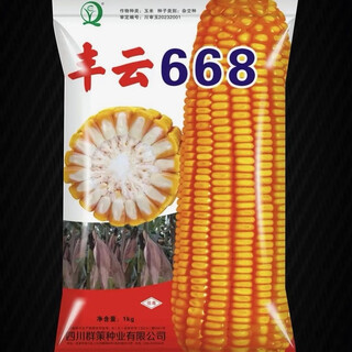 Fengyun 668 early maturing disease-resistant corn seed red shaft stick 2jin jin equals 0.5kg *1 pack