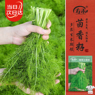 Shouhe fennel seed seedlings multi-crop farmhouse spring planting four-season vegetable seeds weifeng weichang fennel seeds 25g