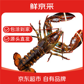Fresh beijing lobster, kept alive, fresh boston lobster 500-550g/piece 2 lobsters, kept alive at home, delivered directly from the source