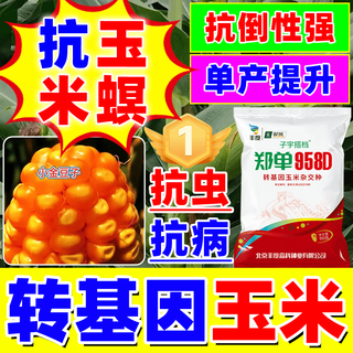 Трансгенные семена кукурузы qiuying, высокая урожайность, короткие стебли, устойчивость к полеганию, устойчивость к болезням, устойчивость к насекомым, толерантность к глифосату, новые одобренные на национальном уровне виды палочек, устойчивость к насекомым и беспроблемный трансгенный продукт, 4100 официальных капсул