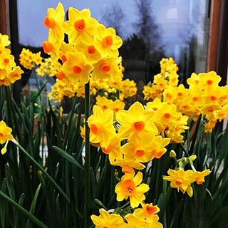Zuojia garden 3 narcissus bulbs spot imported narcissus bulbs hydroponic potted perennial flower bulbs golden sun 3 balls circumference 14-16cm