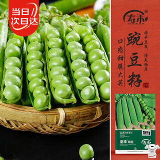 Shouhe pea seed seedlings sweet crisp big pod green beans winter and spring vegetable seeds weiyu huangzhu pea seeds 50g*3 bags