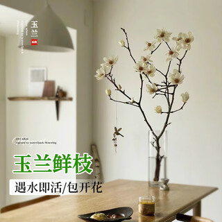 Linya magnolia hydroponic plant flowers indoor water culture fresh cut branches flower arrangement white magnolia 40-50cm 4 branches straight from the source