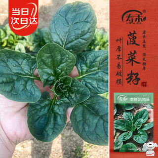 Shouhe spinach seed seedlings autumn and spring cold-resistant green vegetable seeds weifeng fresh spinach seeds 25g