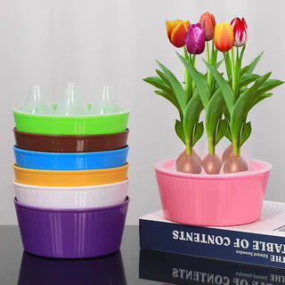 Yuuntao tulip bulbs hydroponics 5-degree ball flower green plant seeds soil culture plants hydroponics potted indoor and outdoor cold-resistant large round pot 5-ball hydroponic package. varieties can be remarked. free 2 packs of nutrient solution