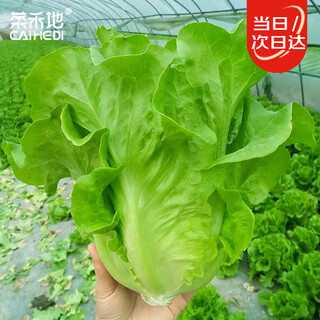 Caihedi lettuce seed seedlings italian raw autumn and winter balcony rapeseed fast-growing four-season lettuce seeds about 2000 pieces