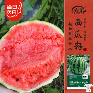 Shouhe watermelon seeds melon seeds early maturing extra large unicorn super sweet thin skin rock sugar 8424 watermelon seeds 120 capsules