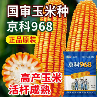 Rose jingke 968 corn seeds, high yield, double sticks, low stems, lodging resistance, disease resistance, drought and waterlogging resistance, genuine national approved white shaft, new species promotion, genuine 3jin jin equal to 0.5kg, can be planted on 1.1 acres of land + nutritional coating
