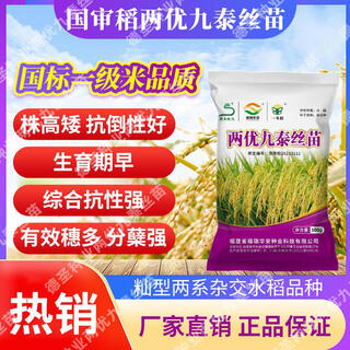 Desheng zhiyuan national approval hybrid rice seeds liangyou jiutai seedlings short stem tillers good high yield tasty high temperature tolerant rice seeds