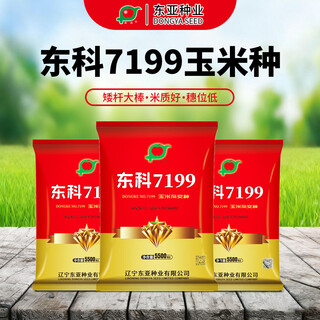 Семена полевой кукурузы dongke 7199 непосредственно из штаб-квартиры fuyou имеют высокий, короткий початок, низкий початок, крупные, пухлые зерна, 5500 зерен.