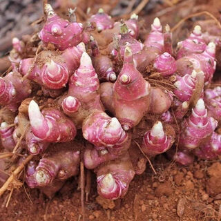 Yunnan farm tianshan snow lotus planting seedlings yellow mud sand high yield red heart bulbs fresh yellow heart planting seeds 10jin jin is equal to 0.5kg large fruit variety seeds