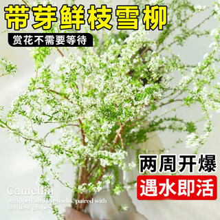 Hua weng sauce de nieve hidropónico ramas secas recién cortadas con brotes plantas verdes flores de interior ramas frescas sauce de nieve 100 cm 12 piezas directamente de la fuente