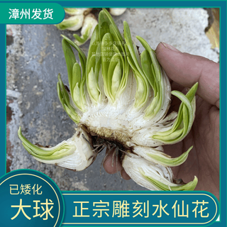 Authentic zhangzhou carved narcissus dwarf large bulb indoor hydroponic potted flower with strong fragrance and cold-resistant plant. kao carving, single petal 8-11 branches, 2 buds. there are 00 05 13 left until the end of the event.